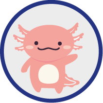 Axolotl