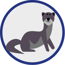 Otter