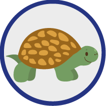 Schildkroete